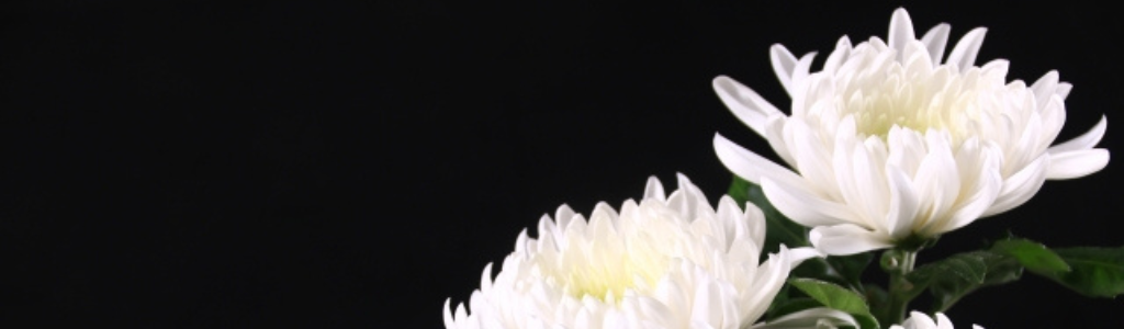 菊の花